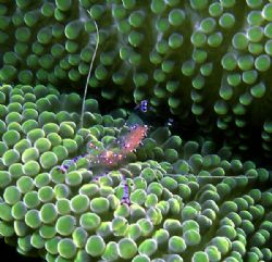'COMMENSURAL' Pregnant anemone shrimp. check out the obvi... by Rick Tegeler 